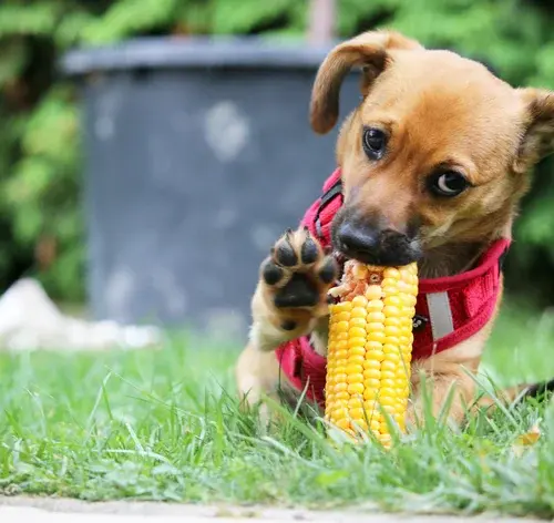Cachorro pode comer milhor desde que servido corretamente