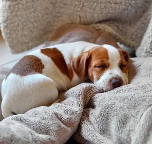 Cachorro sonha enquanto dorme