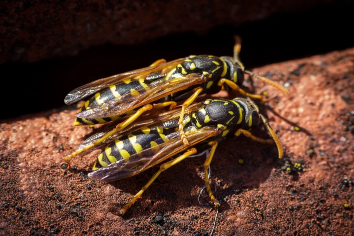 casal de marimbondos Polistinae