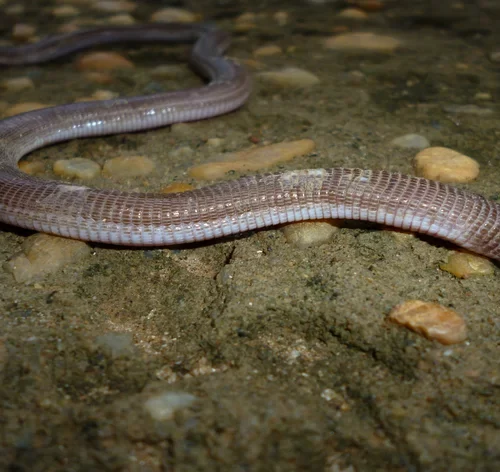 cobra-cega-na-terra