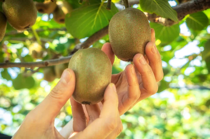 mulher pegando kiwi no pé 