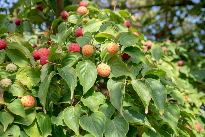 como plantar lichia no vaso é fácil