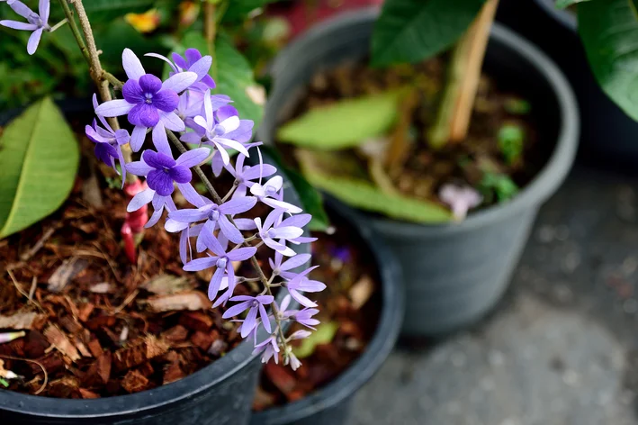 vaso com planta viuvinha