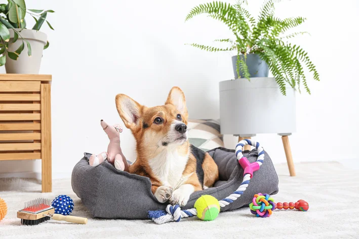 cachorro deitado na sua caminha