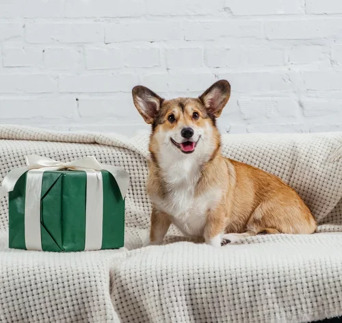 cachorro no sofá com seu presente