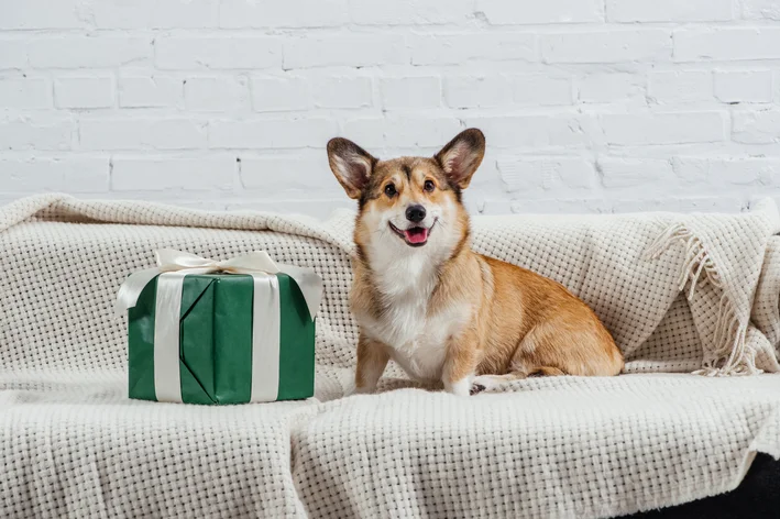 cachorro no sofá com seu presente