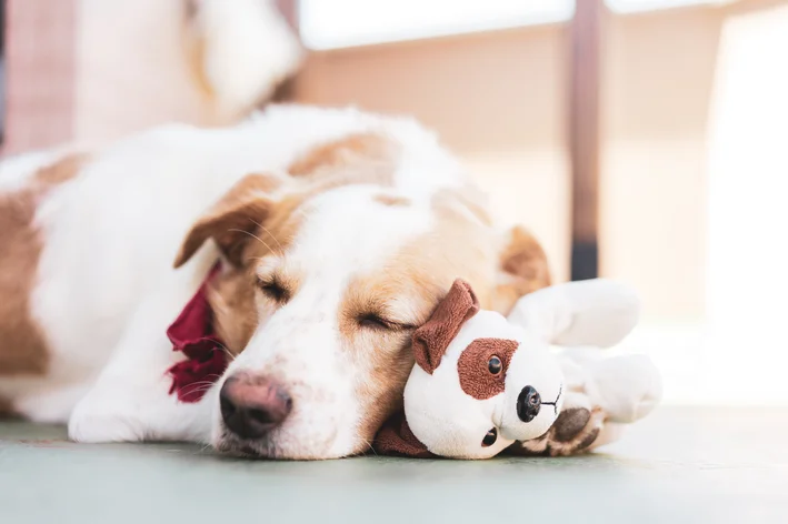 cachorro dormindo ao lado de uma pelúcia