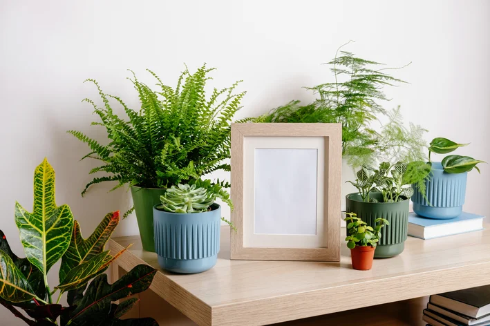 vasos com plantas e quadrinho para decoração