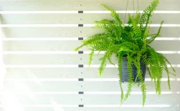 vasos de samambaia suspenso