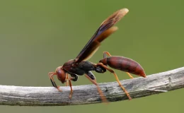 tipos de marimbondo na natureza