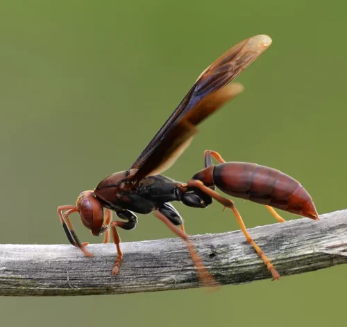 tipos de marimbondo na natureza