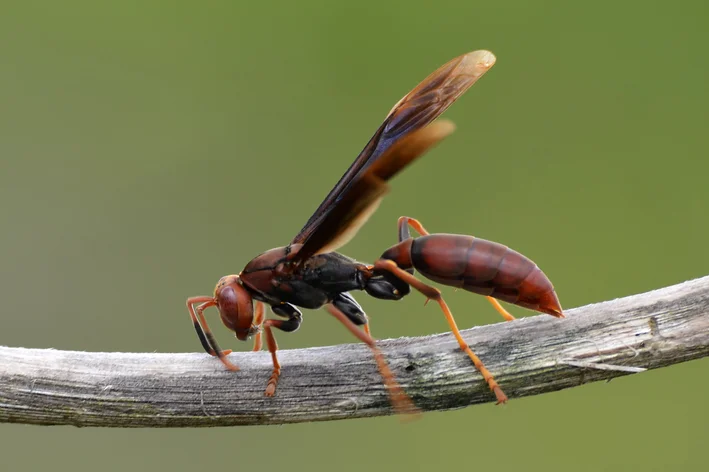 tipos de marimbondo na natureza