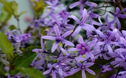 flores de flor de são miguel