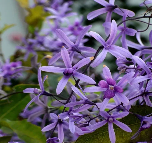 flores de flor de são miguel