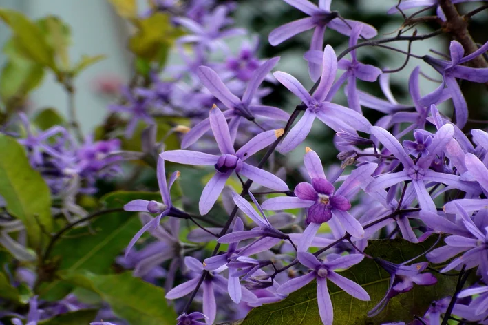 flores de flor de são miguel