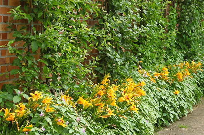 canteiro de flores no muro