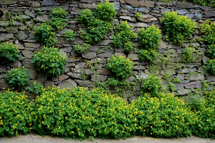 plantas para canteiro de muro