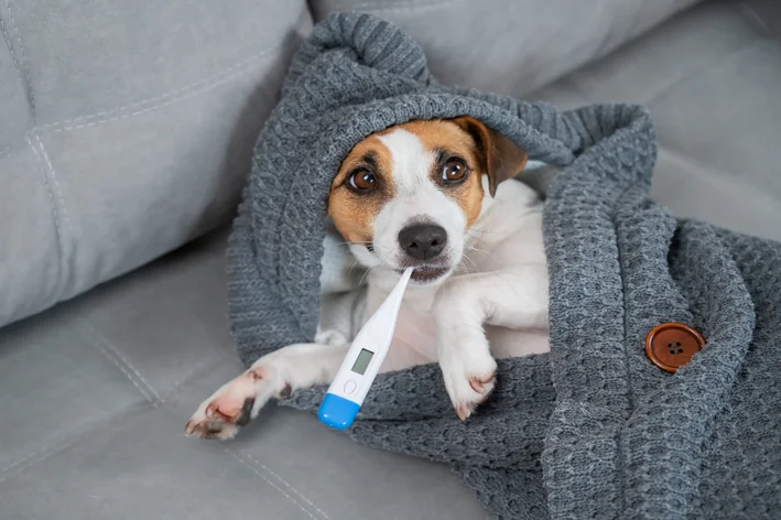 Cachorro fofo com roupa de inverno e termômetro na boca, aparentando estar doente, usando um suéter cinza. Imagem de pet com febre ou mal-estar