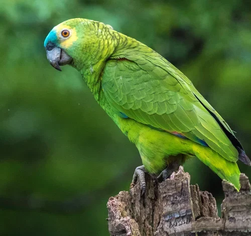 pássaro que fala igual papagaio