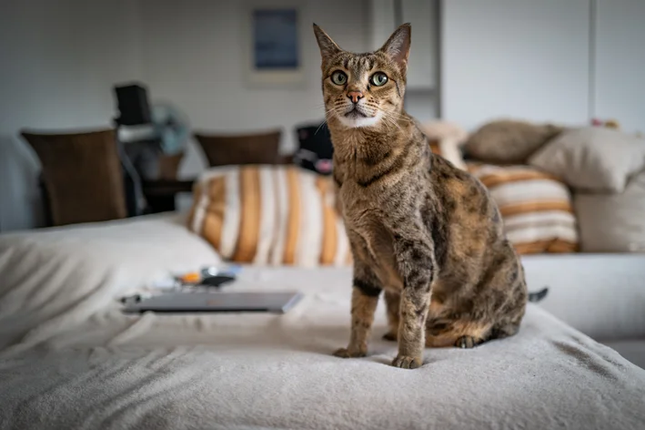 maior gato do mundo Ashera