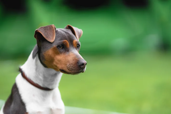 raça de cachorro Terrier Brasileiro