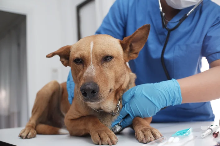 Veterinária examinando cachorro deitado na mesa, procedimento veterinário em andamento, animal de raça média com expressão tranquila, ambiente clínico.