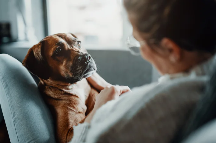 Homem interagindo com um cachorro brown na sala de estar, momento de afeto entre humano e animal de estimação