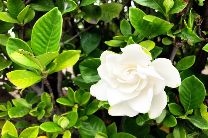 plantas para banheiro Gardênia