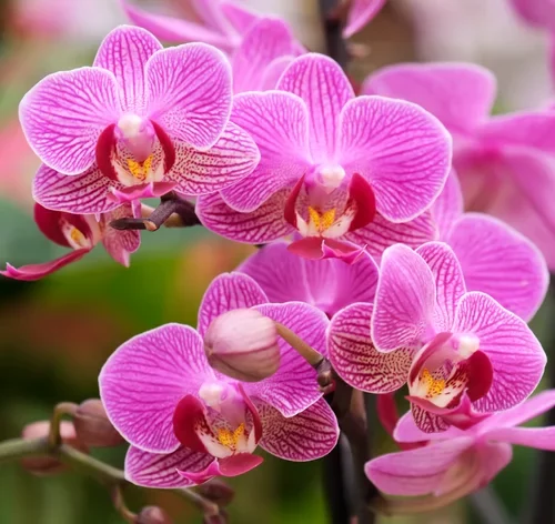 orquídea borboleta