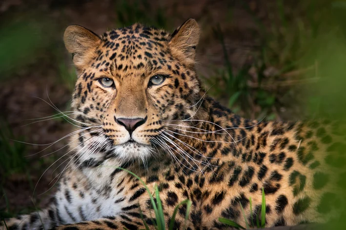 animais em extinção Leopardo-de-amur 