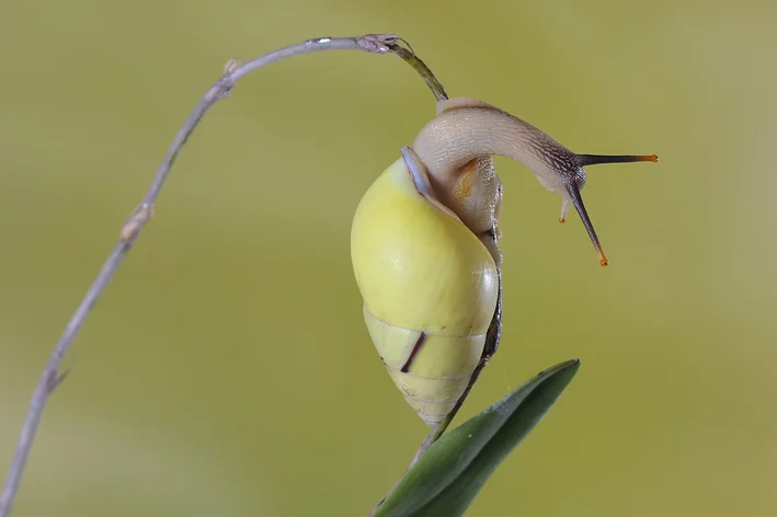 animais em extinção Partula suturalis