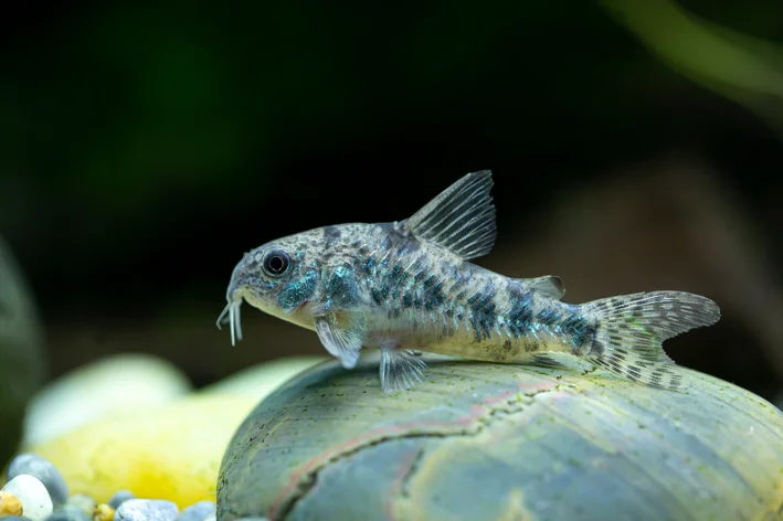 corydora pimenta