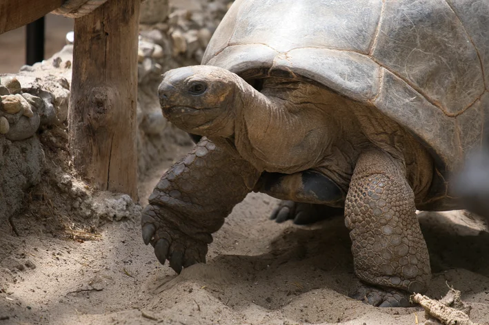 animais em extinção Tartaruga-das-galápagos-de-Pinta