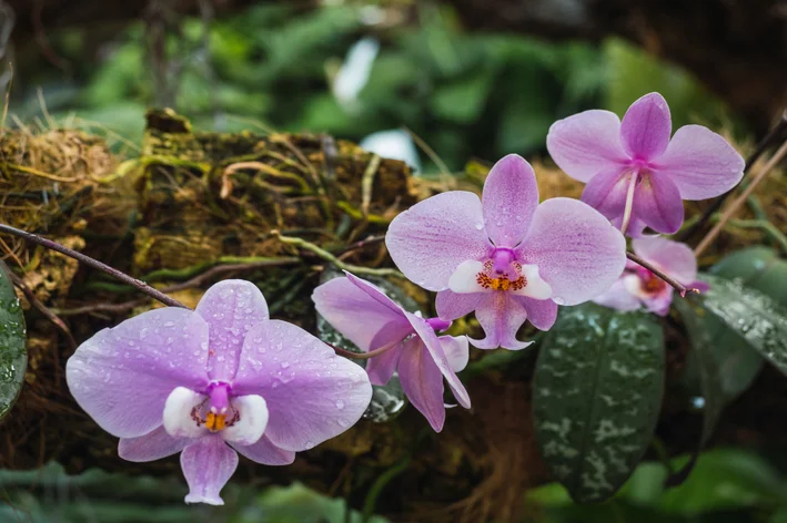 Orquídea Phalaenopsis schilleriana