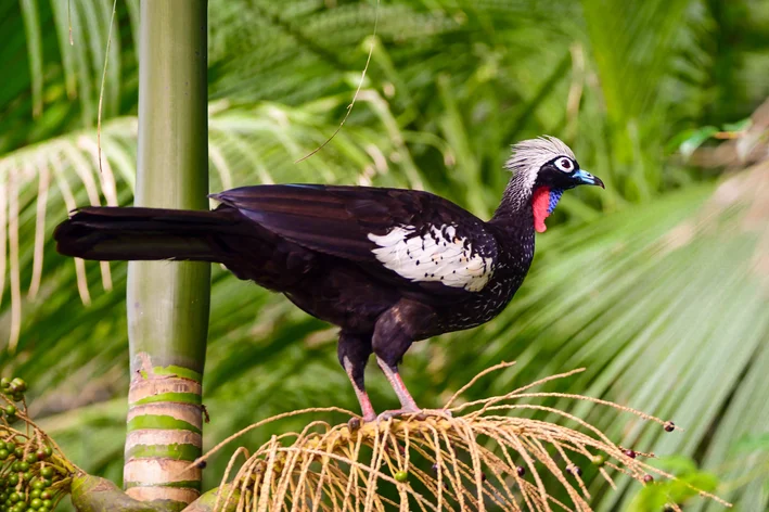 animais em extinção Jacutinga