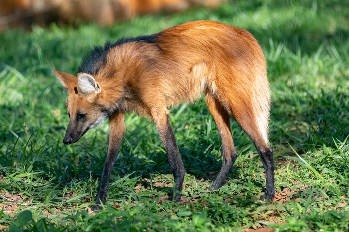 Lobo-guará