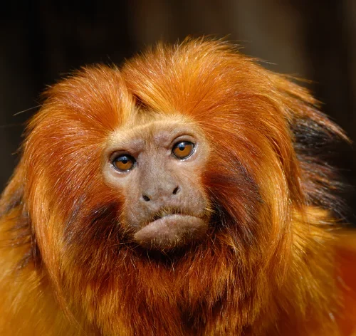 animais em extinção