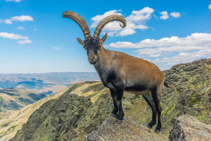 Íbex dos Pirineus (Capra pyrenaica pyrenaica)