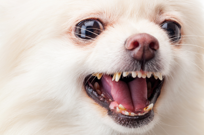 cachorro com dentição dupla