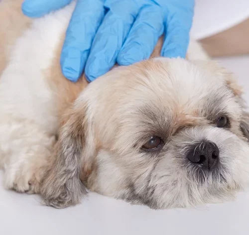 pet tratando para artrose em cachorro