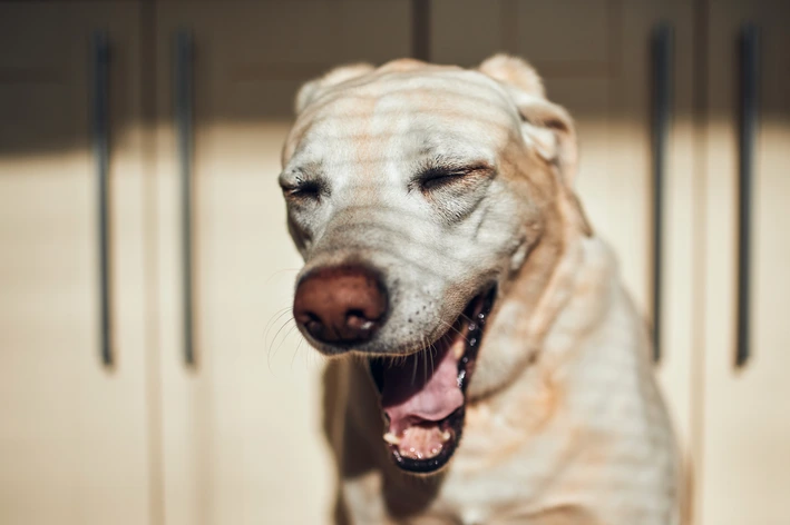 Close-up de um cachorro de porte médio, de pelagem clara espirrando em ambiente interno com fundo desfocado.