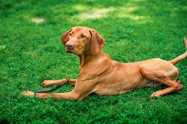 cachorro magro no jardim