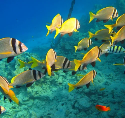 cardume-coletivo de diversos peixes