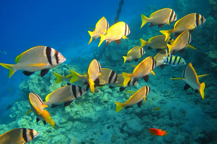 cardume-coletivo de diversos peixes