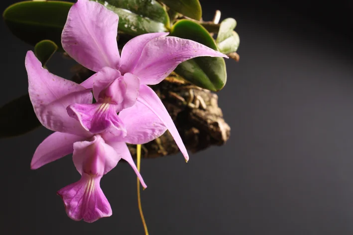 Cattleya Walkeriana cor de rosa