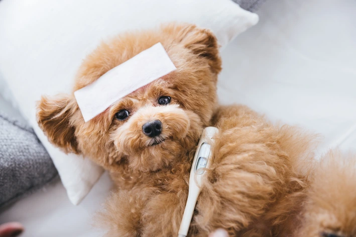 Cachorro de pelagem caramelo com bandagem branca no focinho, deitado em um sofá claro, usando coleira protetora e com termômetro na pata, em ambiente doméstico.