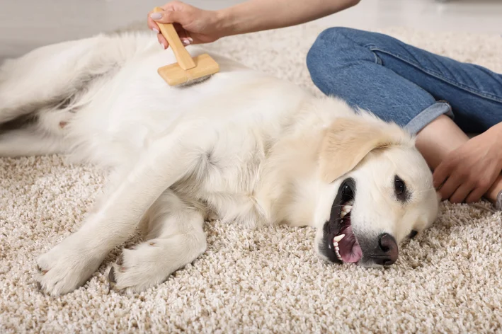 cachorro sendo escovado 