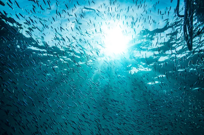 cardume de peixes visto debaixo