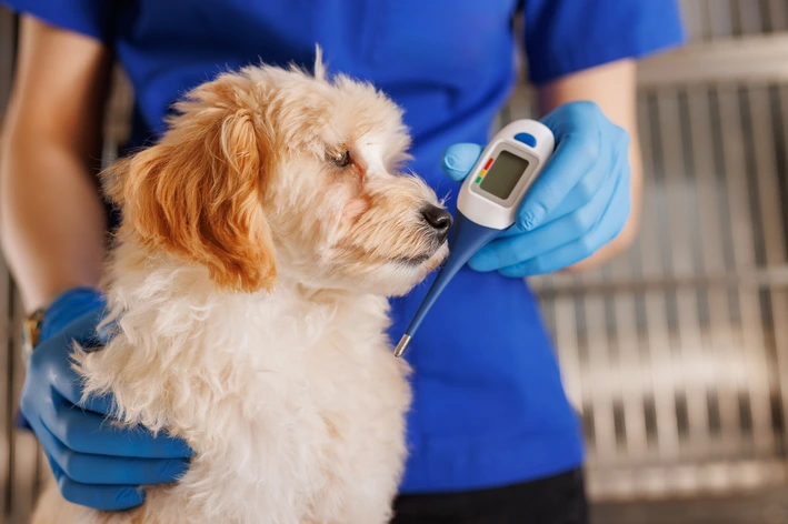 Veterinário em atendimento com luvas azuis segurando um cachorro de pelagem clara e realizando o exame com termômetro digital, em ambiente clínico.