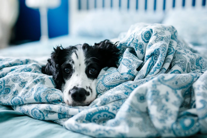 Filhote de cachorro preto e branco deitado em roupa de cama azul com estampa paisley, descansando em um ambiente doméstico com manta ao fundo desfocada.